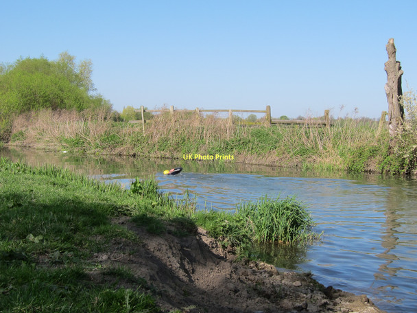 Photo 6"x4" River swimming in the Cam Grantchester c2011