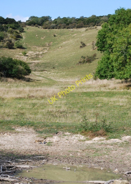 Photo 6"x4" Kingley Vale West Stoke\/SU8208 c2009