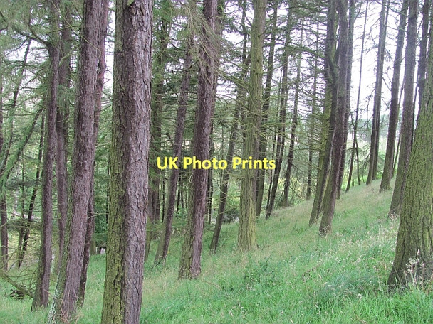 Photo 6"x4" Larch wood Hallyne c2011