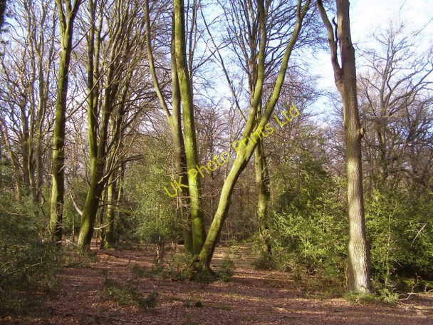 Photo 6"x4" Stubbs Wood, New Forest Furzey Lodge c2006