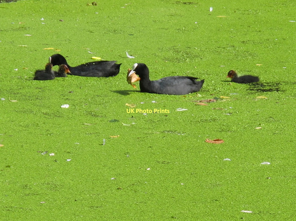 Photo 6"x4" Coots in the duckweed, Grand Union canal Kensal Town c2011