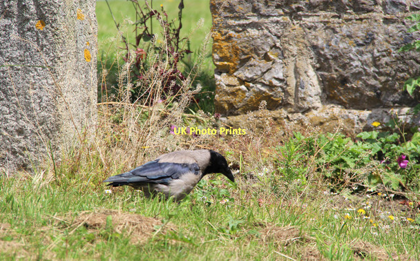 Photo 6"x4" Hooded Crow (Corvus cornix) Howth c2011