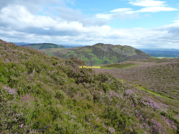 Photo 6"x4" Heathery hillock Craig Gibbon c2011