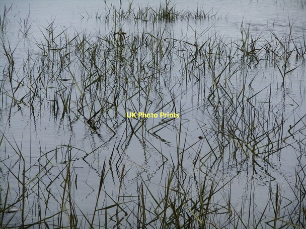 Photo 6"x4" Emergent vegetation, Pagham Harbour Church Norton c2011