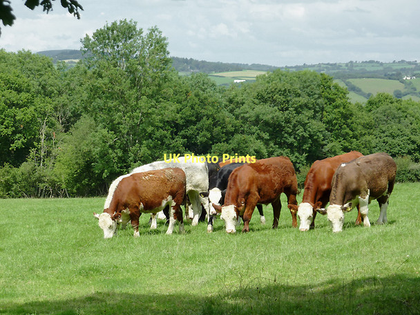 Photo 6"x4" Cattle near  Llwyn-y-Groes, Ceredigion Llwyn-y-groes\/SN5956 c2011