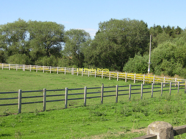 Photo 6"x4" Line of Ragwort Skipton-on-Swale c2011