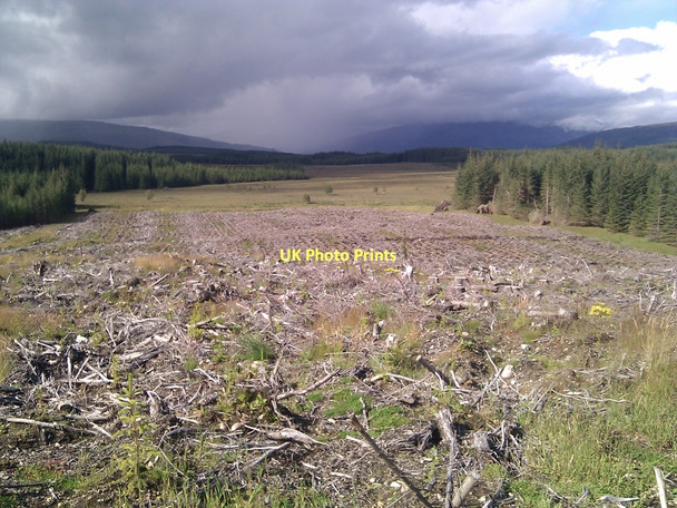 Photo 6"x4" View north across cleared forestry Highbridge\/NN1981 c2011