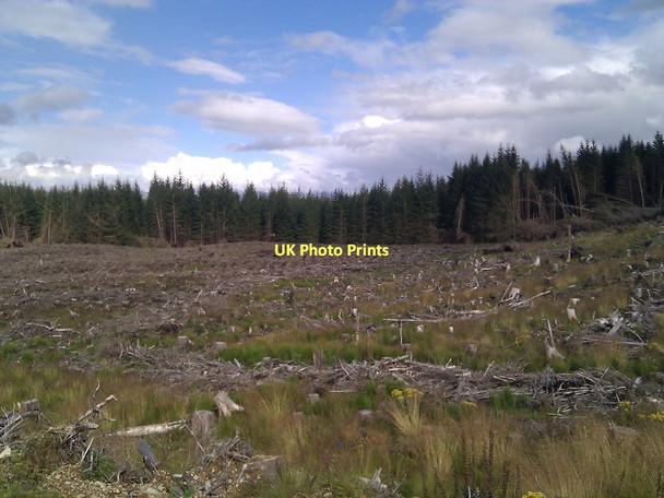 Photo 6"x4" Across cleared timber to remaining stand of timber Highbridge\/NN1981 c2011