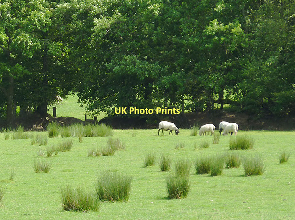 Photo 6"x4" Grazing east of  Capel Betws Lleucu, Ceredigion Capel Betws Lleucu c2011