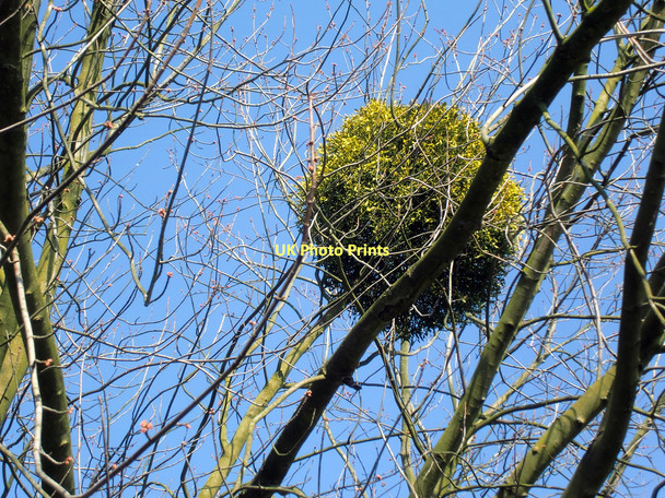 Photo 6"x4" Mistletoe on Tree at the Green, Winchmore Hill, London N21 Southgate\/TQ3094 c2011