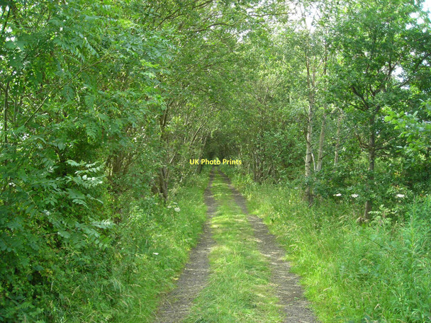 Photo 6"x4" Former railway track (in summer) Sutton In Ashfield c2011