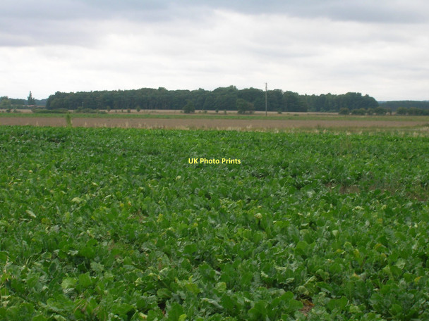 Photo 6"x4" Crop field south of New Rossington New Rossington c2011