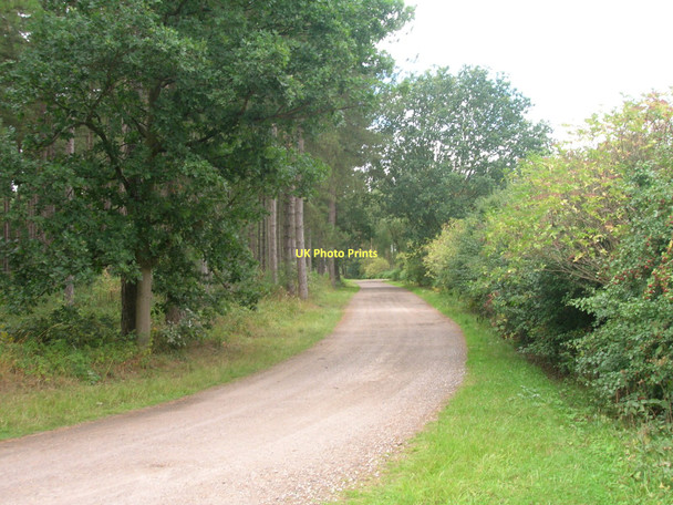 Photo 6"x4" Track through Bawtry Forest Bawtry c2011