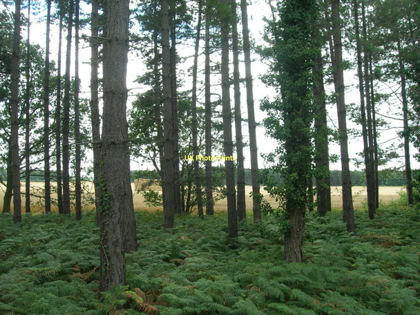 Photo 6"x4" Trees beside the B6463 Spital Hill\/SK6193 c2011