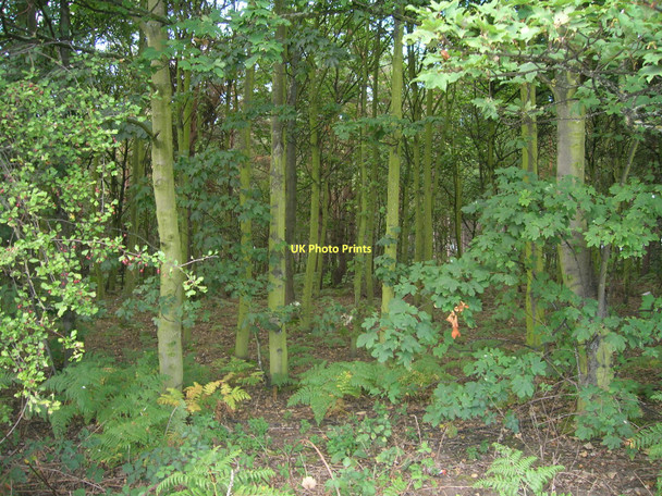 Photo 6"x4" Swinnow Wood Bircotes c2011