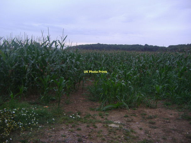 Photo 6"x4" Field by Warren Lane, Clophill Clophill c2011
