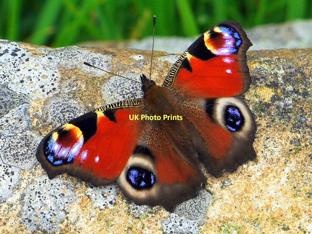 Photo 6"x4" Peacock butterfly (Inachis io), Heddon Butterfly Garden Houghton\/NZ1266 c2011