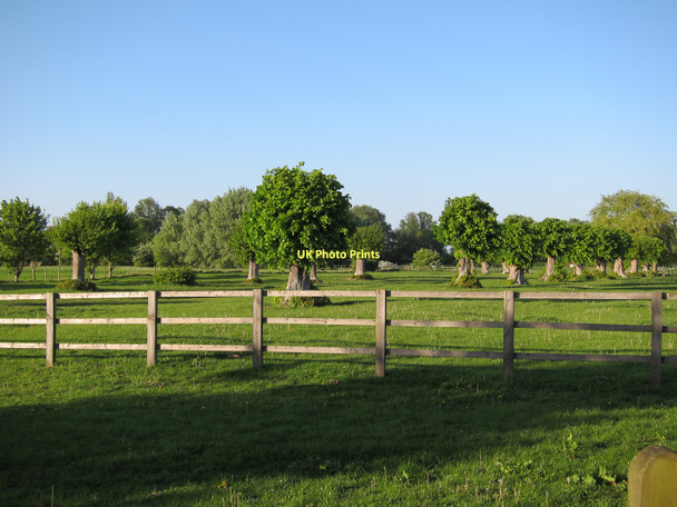Photo 6"x4" Pollarded trees Shingay c2011