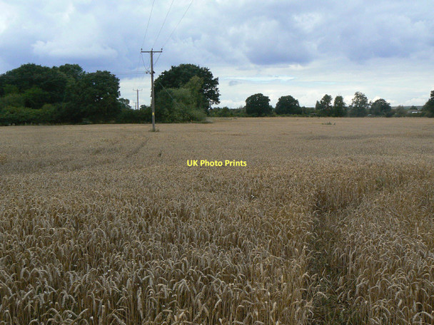 Photo 6"x4" Wheat field near Calverton Calverton\/SK6149 c2011