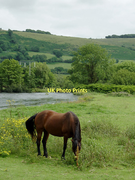 Photo 6"x4" Grazing by the Afon Teifi at Pont Gogoyan, Ceredigion Cockshead c2011