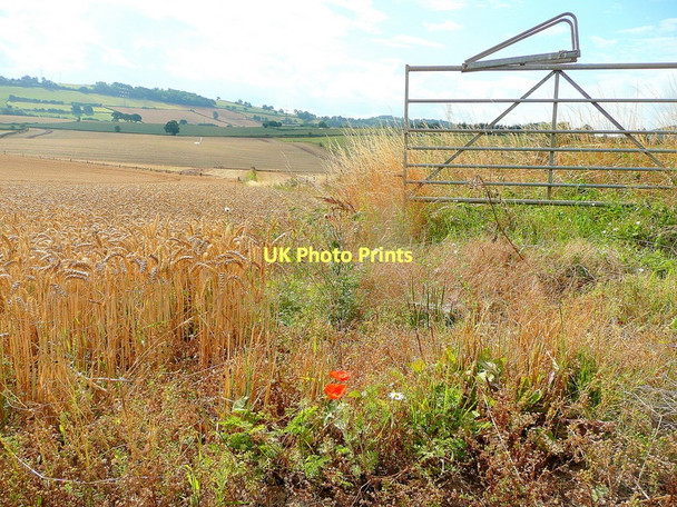 Photo 6"x4" Just before the harvest Bromsash c2011