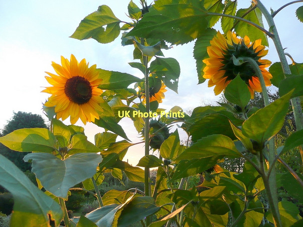 Photo 6"x4" Rise up and greet the dawn Bromsash c2011