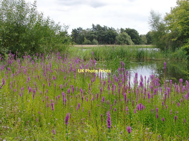 Photo 6"x4" Frensham Little Pond, northernmost end Frensham c2011