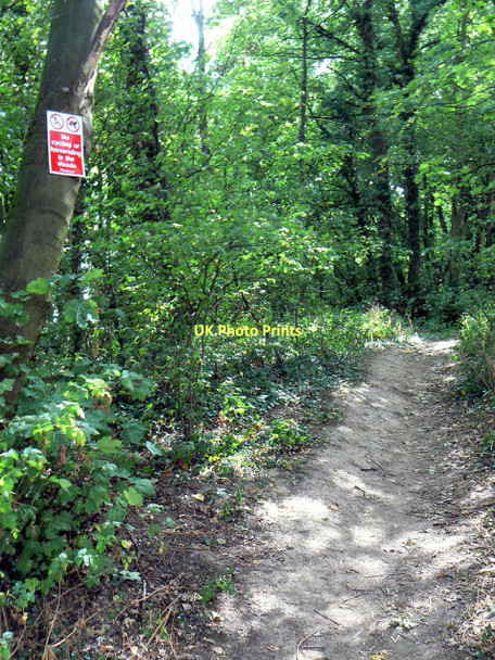 Photo 6"x4" Path in Fox Wood Calverton\/SK6149 c2011