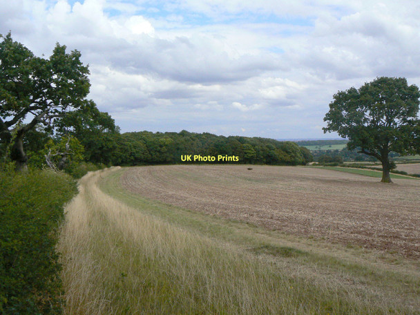 Photo 6"x4" Fox Wood Calverton\/SK6149 c2011