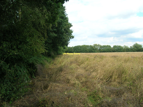 Photo 6"x4" Farmland beside Glebe Plantation Wheldrake c2011