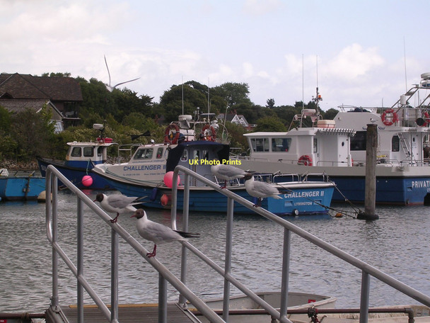 Photo 6"x4" Seagulls in Lymington Harbour Lymington c2011