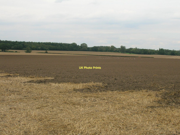 Photo 6"x4" Farmland near Stillingfleet Stillingfleet c2011