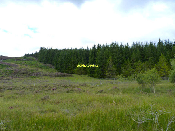 Photo 6"x4" Edge of the woodland Dalguise c2011