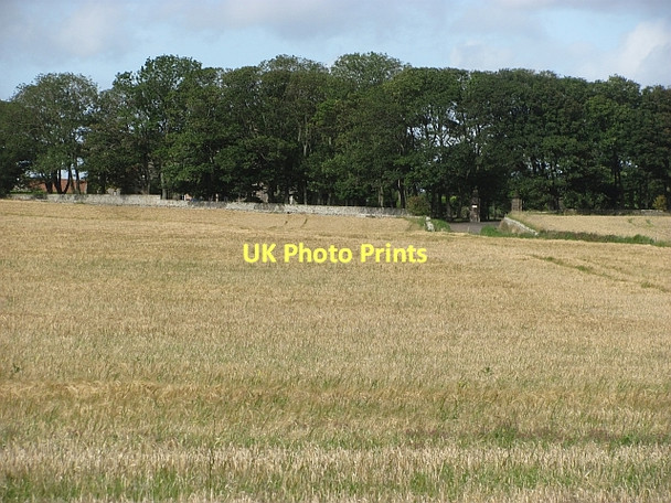 Photo 6"x4" Barley field near Shoreston Hall Seahouses c2011