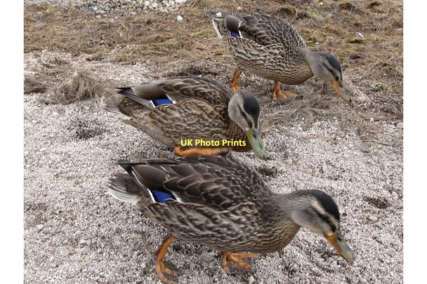 Photo 6"x4" The ever hungry Mallards of Lough Shannagh Attical c2011