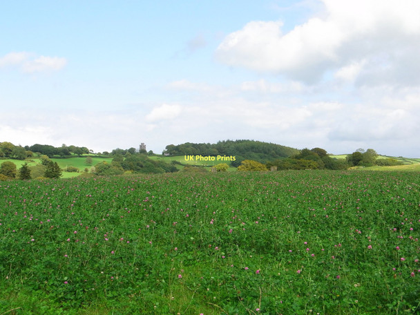 Photo 6"x4" Clover Field, Waun Las National Nature Reserve, National Botanic Garden of Wales Llanarthne c2011