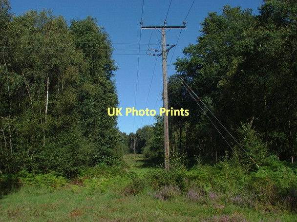 Photo 6"x4" Rickford Common Fox Corner\/SU9654 c2011