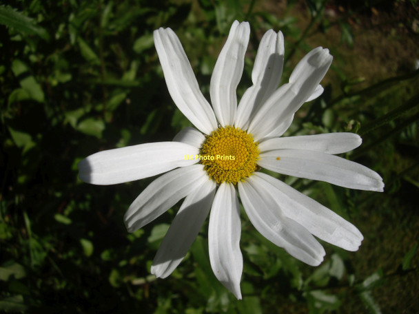 Photo 6"x4" In a Torphins garden in August (1) Torphins c2011