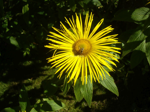 Photo 6"x4" In a Torphins garden in August (6) Torphins c2011