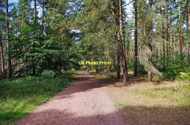 Photo 6"x4" Public bridleway through Million Wood, near Enville Enville c2011