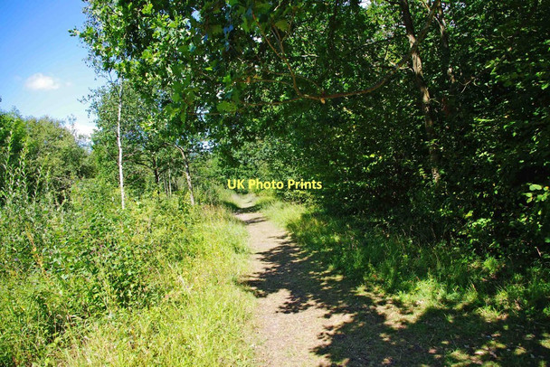 Photo 6"x4" A path in Trench Wood, near Sale Green Saleway c2011