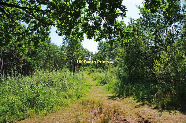 Photo 6"x4" A path in Trench Wood, near Sale Green Saleway c2011