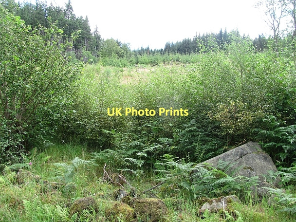 Photo 6"x4" Woodland by Ardradnaig Fearnan c2011