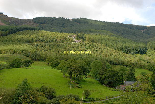 Photo 6"x4" Forestry above Mynogau Uchaf farm Dinas-Mawddwy c2011