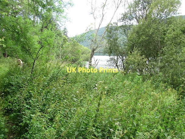 Photo 6"x4" Woodland by Loch Tay Acharn\/NN7543 c2011