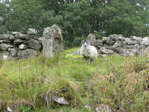 Photo 6"x4" Standing stone at Tirai (3) Creag an Fhithich\/NN5436 c2011