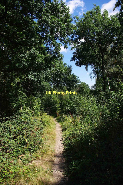 Photo 6"x4" A minor path in Trench Wood, near Sale Green Saleway c2011