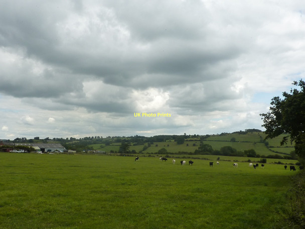 Photo 6"x4" Breck Farm, with grazing cattle Kniveton c2011