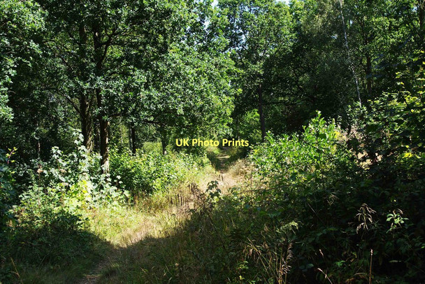 Photo 6"x4" A path in Trench Wood, near Sale Green Saleway c2011