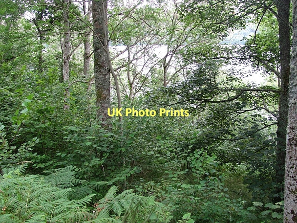Photo 6"x4" Woodland, Loch Tay Fearnan c2011